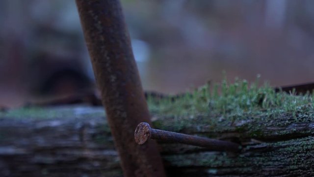 Green lichen growing on a rotting timber in the woods. Rusty metal antique truck is in the background. Focus racks to a rusty nail in macro FG