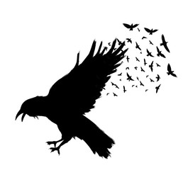Raven Flying . Black raven isolated on white background. Hand drawn crow.