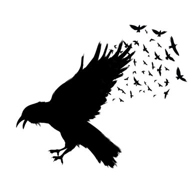 recommend clip art: Raven Flying . Black raven isolated on white background. Hand drawn crow.