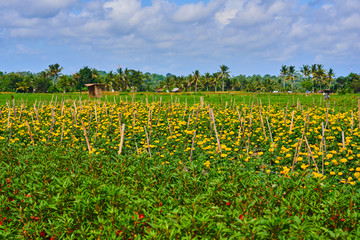 Fototapeta na wymiar Beautiful summer marigold field with blue cloudy sky. Small village in the heart of Bali with amazing landscape of stunning marigold. Blurred palm trees in background. Agricultural industry concept.