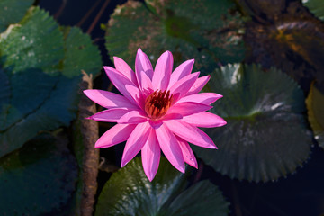 Pink lotus flowers in foreground is blooming. Close up purple water lily or lotus flower and shadow of it on nature or green water background for concept design or decorative. Flower background.