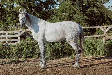 Obraz na płótnie Canvas Thoroughbred horse in a pen outdoors and
