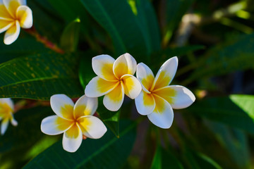 Fototapeta na wymiar Colorful flowers in nature. Plumeria flower blooming in the beach. White and yellow frangipani flowers with green foliage in background. Summer blooming bright flowers festive background. Floral card.