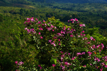 Background with pink tropicalbougainvillea trees. Large pink inflorescences on a green blurred background. Floral background. Selective focus. Place for text.
