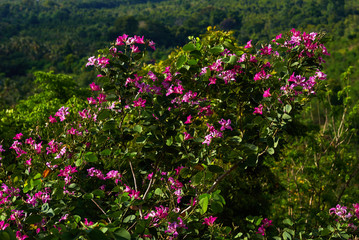Fototapeta na wymiar Background with pink tropicalbougainvillea trees. Large pink inflorescences on a green blurred background. Floral background. Selective focus. Place for text.