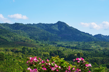 Flowers on the mountain slopes background on a beautiful sunny day. View of rainforest and green mountains. Amazing landscape view. Nature landscape with blue sky and clouds. Selective focus.