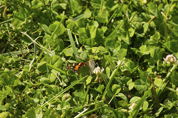 American Lady Butterfly (Vanessa virginiensis) in Iowa feasting on clovers with proboscis