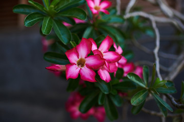 Close up of desert rose tropical flower (impala lily, azalea, pink adenium). Amazing background with tropical flovers on a natural blurred green foliage background. Summer blossoming bright flowers.