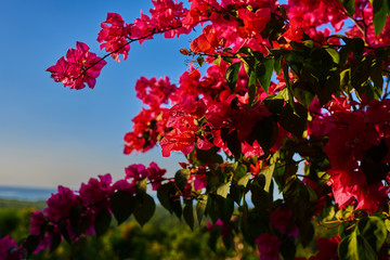 Blooming bougainvillea. Colorful flowers in nature. Pink flowers on a blue sky background. Summer blooming bright flowers festive background. Amazing background with tropical flowers. Selective focus.