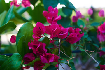 Beautiful bougainvillea tree with meaty leaves and bright flowers. Tree with large blooming purple...