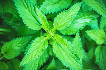 Stinging nettle plant in the forest. Selective focus. 