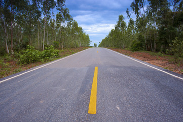 Fototapeta na wymiar Landscape of asphalt road with eucalyptus on the side
