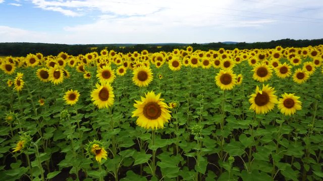 Sunflower field sunflower seeds