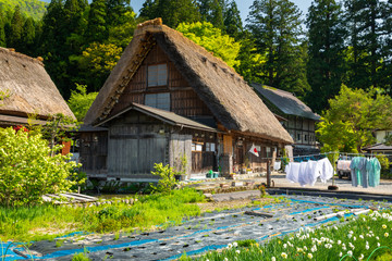 Naklejka premium Traditional and Historical Japanese village Shirakawago in sprin
