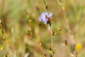 Blue chicory flower (Cichorium intybus) on the green meadow