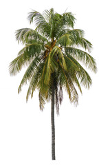 Coconut tree isolated on white background with Clipping Path