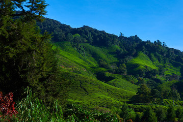 Green tea plants and fresh leaves. The tea plantations background. Tea plantations in morning light. Cameron highlands, Malaysia. Nature background with blue sky. Amazing landscape.