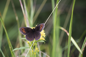 Awesome Isolated colored butterfly located on flower