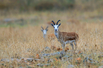 Gazella gazella 