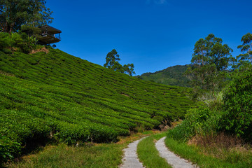 Fototapeta na wymiar The tea plantations background. Green tea plantation landscape. Tea plantation Cameron highlands, Malaysia. Road in green tea plantations in mountains. Amazing landscape view. Nature background.