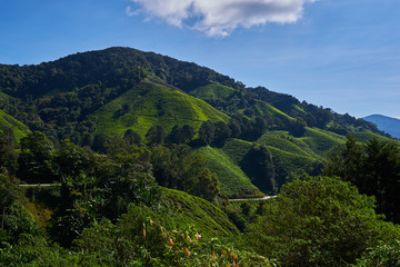 Beautiful view of Cameron Highland tea plantation during bright sunny day. View on an agricultural mountain of organic tea plantation. Hilly landscape. Tea field, farm. Agricultural industry concept.
