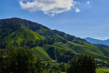 Obraz premium Beautiful view of Cameron Highland tea plantation during bright sunny day. View on an agricultural mountain of organic tea plantation. Hilly landscape. Tea field, farm. Agricultural industry concept.