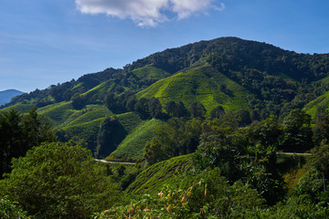 Obraz premium Beautiful view of Cameron Highland tea plantation during bright sunny day. View on an agricultural mountain of organic tea plantation. Hilly landscape. Tea field, farm. Agricultural industry concept.