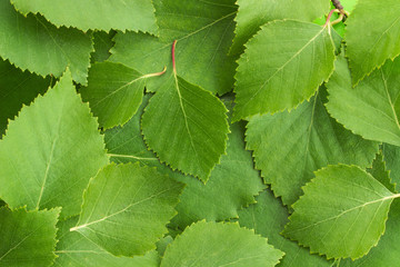 Background of green birch leaves
