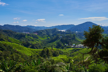 Beautiful view of Cameron Highland tea plantation during bright sunny day. View on an agricultural mountain of organic tea plantation. Hilly landscape. Tea field, farm. Agricultural industry concept.