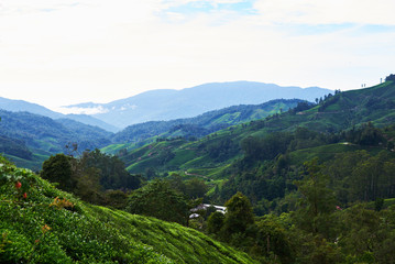View on an agricultural mountain of organic tea plantation; Beautiful hilly landscape with green tea plantation; Tea field; tea farm; Agricultural concept; agricultural industry concept.