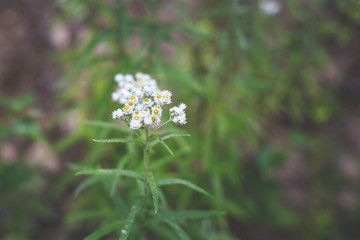Close-up image of Achillea millefolium, known commonly as yarrow. White Wildflower.