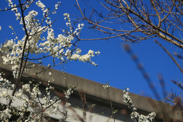 Fraser Valley cherry blossoms with light rail transit visible in background