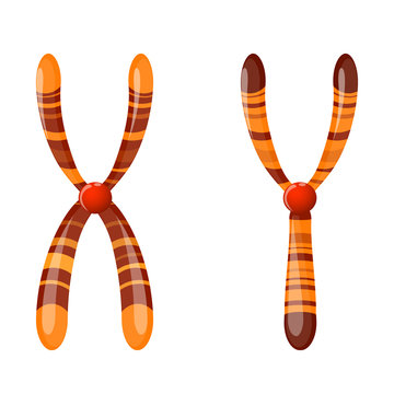  X And Y Chromosome