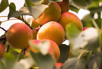 Close up of ripe apricot on the branch