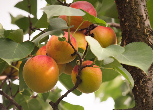 Close up of ripe apricot on the branch