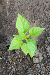 fresh green chili tree in nature garden