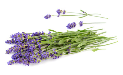 Lavender bunch on a white