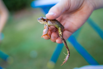 Frog in the hands of a child- enviroment, education ans happy childhood concept