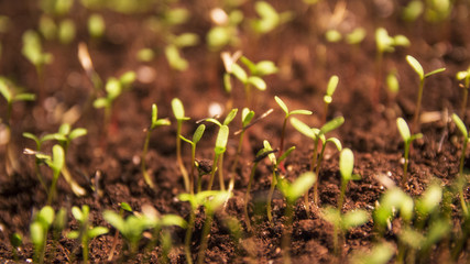 green sprouts plant seedling