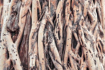 Ficus tree root background 