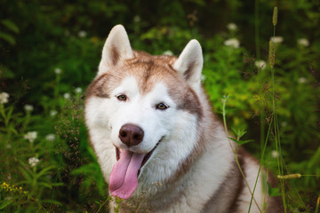 Close-up portrait of beautiful beige and white dog breed siberian husky sitting in the green grass and white flowers