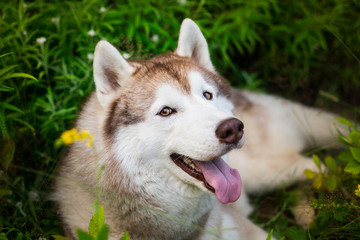 Naklejka na ściany i meble Close-up portrait of lovely beige and white dog breed siberian husky lying in the green grass and white flowers