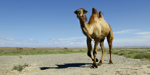 camel in the gobi desert in Mongolia