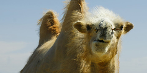 camel in the gobi desert in Mongolia