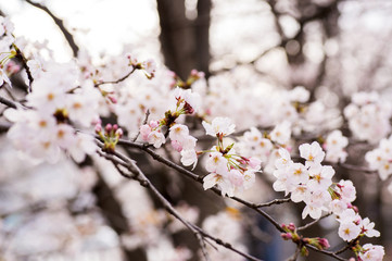 Naklejka premium 桜