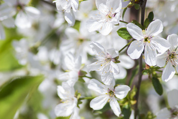 blossom cherry blossoms in the spring in the garden