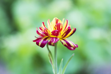 Obraz premium tagetes red yellow with green leaves