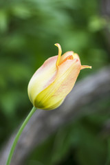 Photo splash yellow tulip