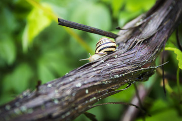 the snail after the rain creeps in flowers and trees and drinks water in the garden among the green vegetation