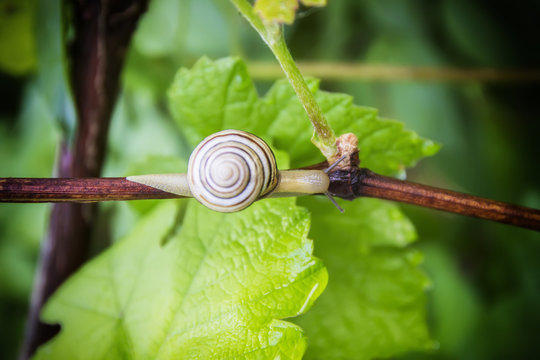 the snail after the rain creeps in flowers and trees and drinks water in the garden among the green vegetation